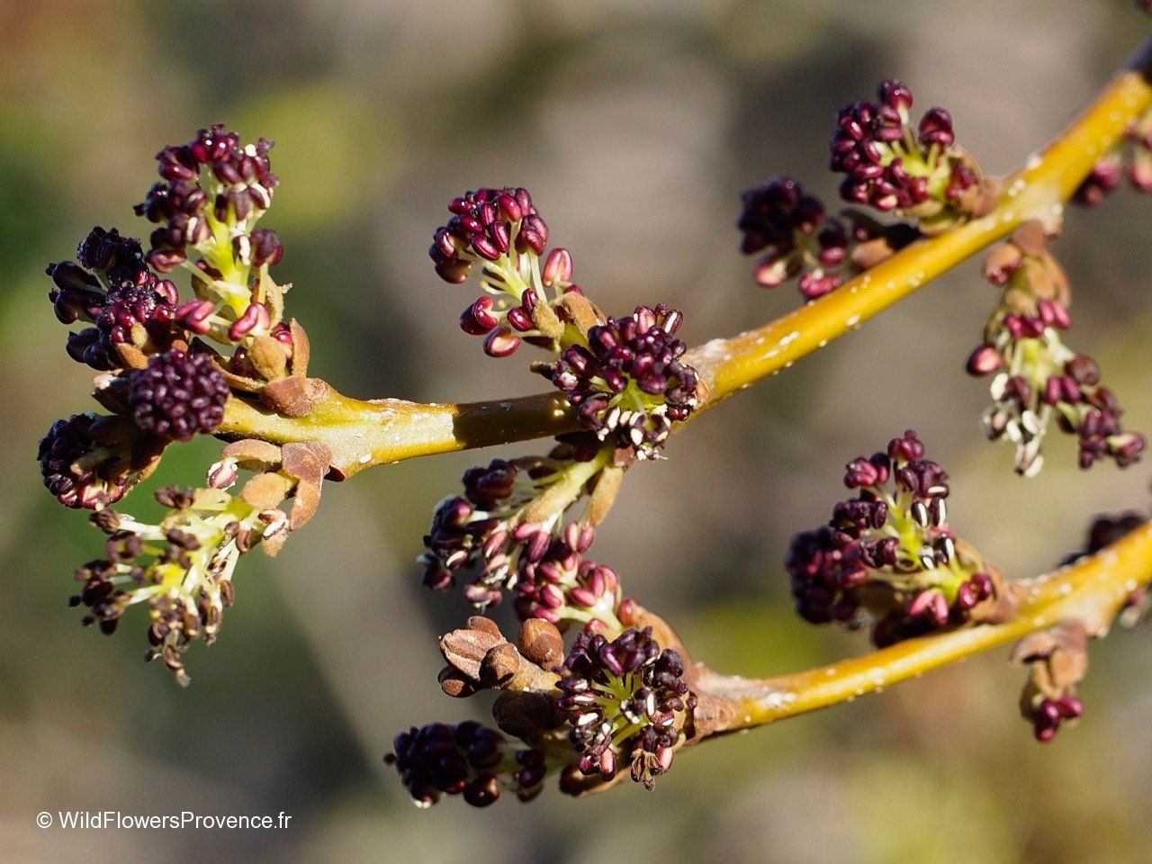 Frasin comun 3.50 - 4.00 m / Fraxinus excelsior / - Gradina Noastra