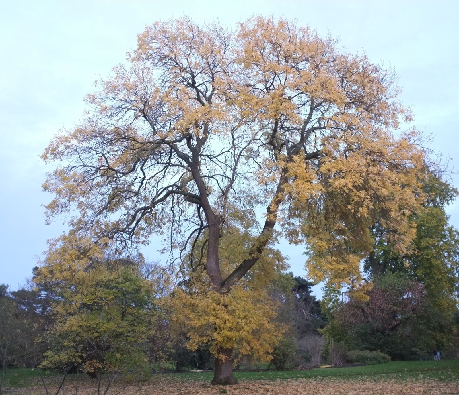 Frasin comun 3.50 - 4.00 m / Fraxinus excelsior / - Gradina Noastra
