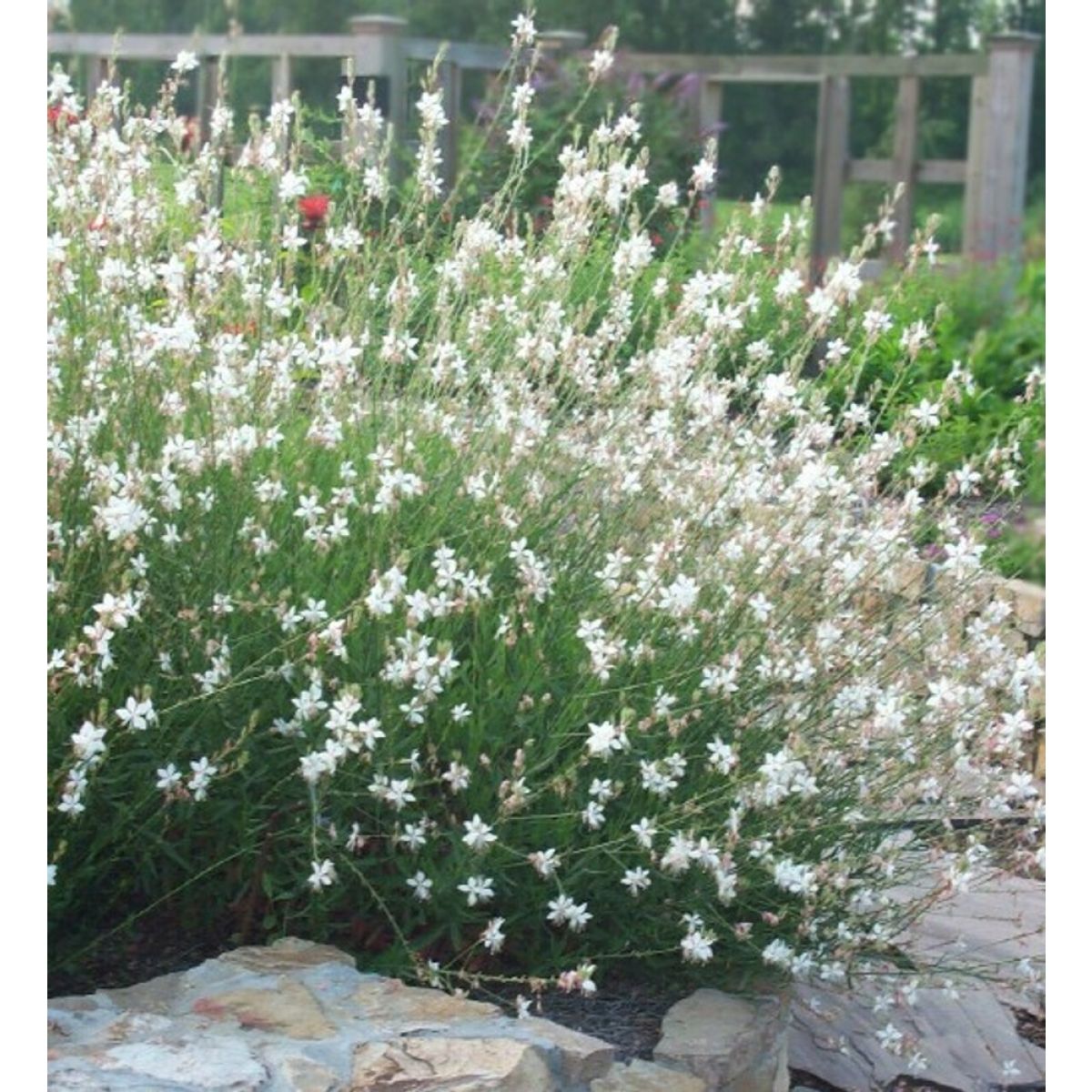 Gaura lindheimeri "Whirling Butterflies"