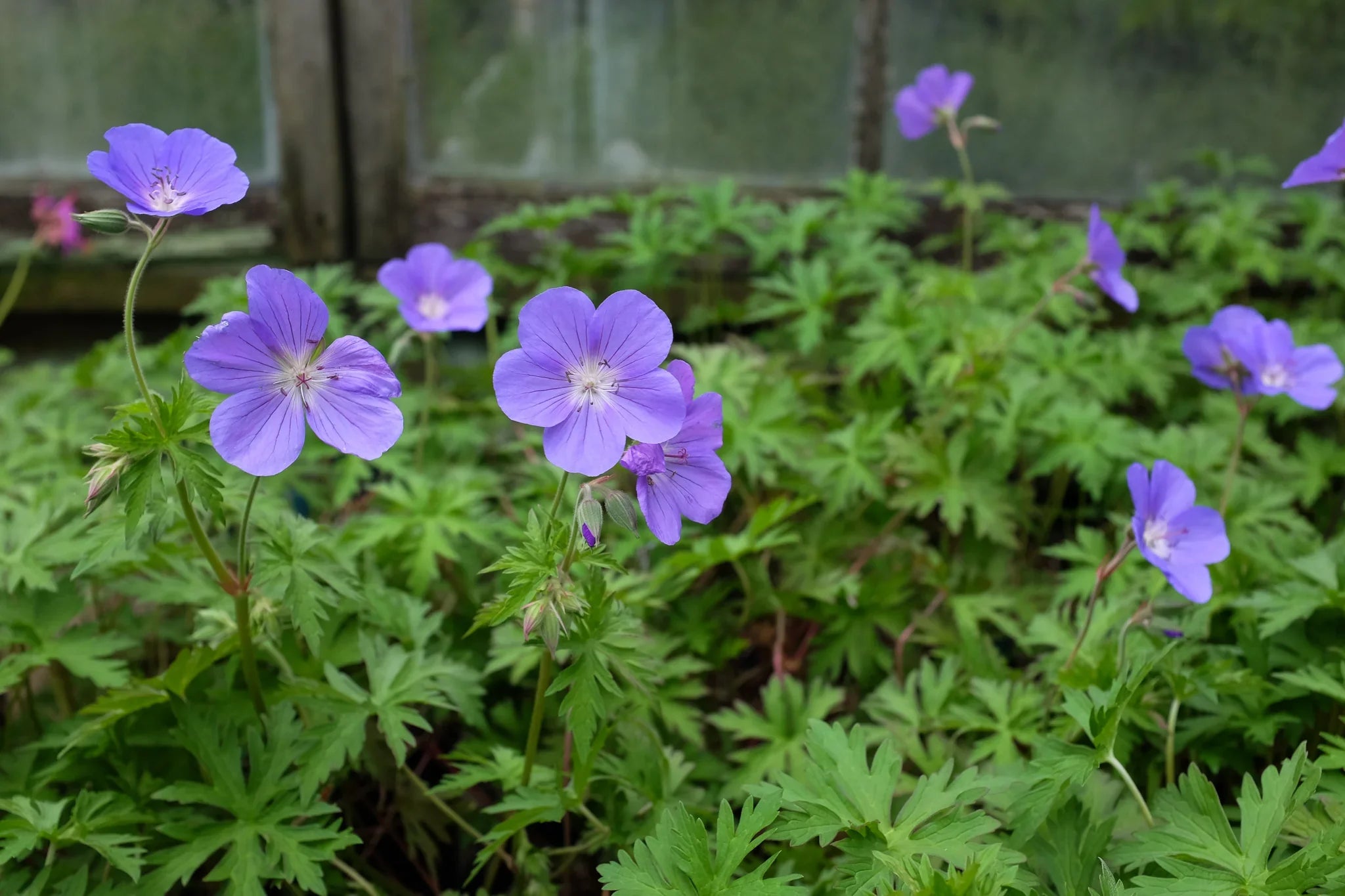 Geranium "Brookside"