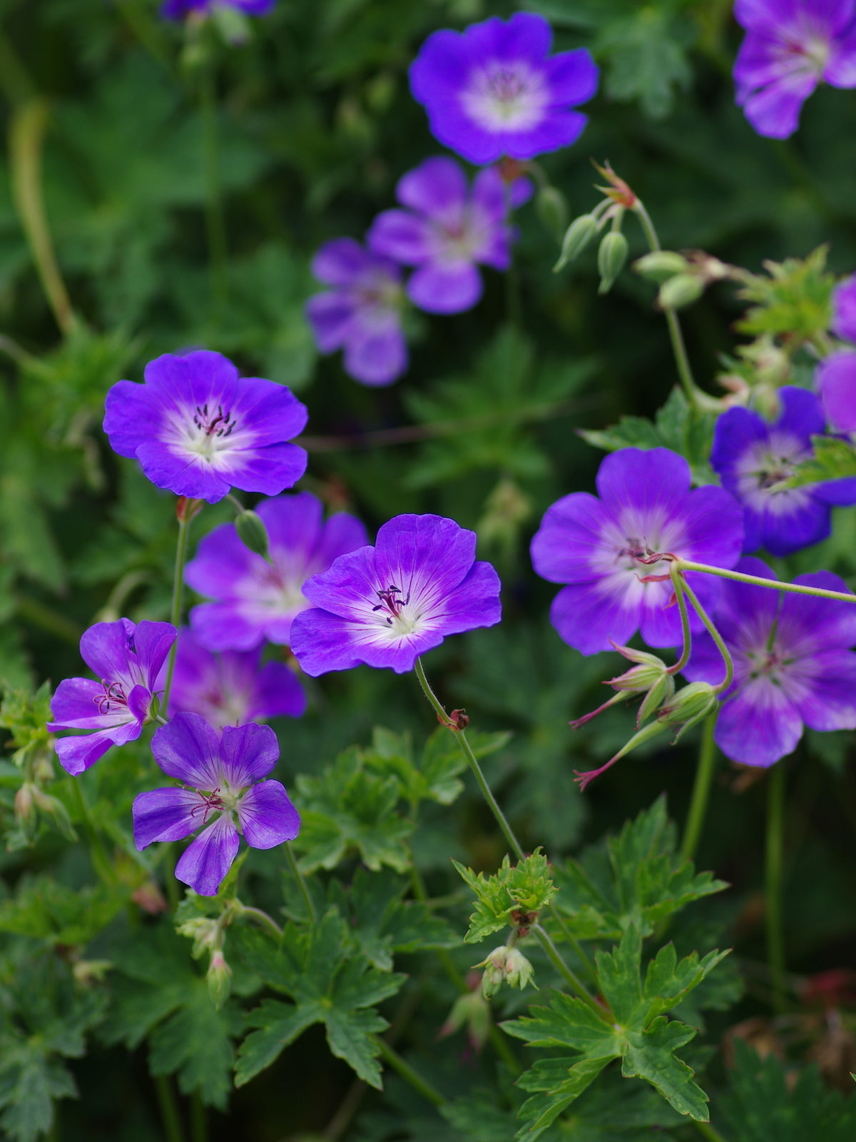 Geranium "Rozanne"