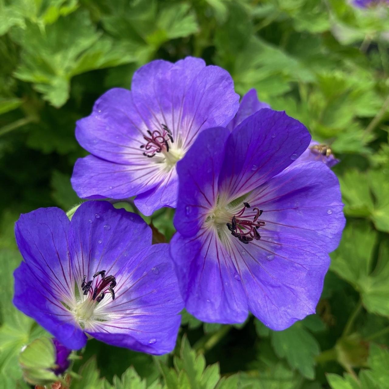 Geranium "Rozanne"
