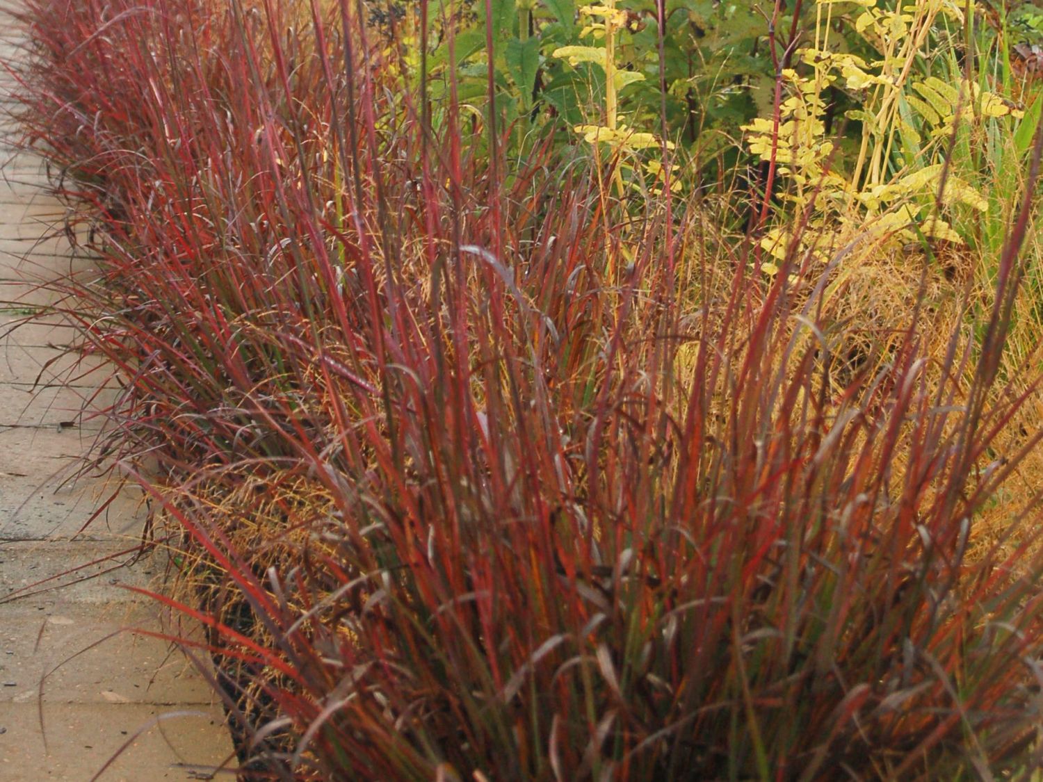Andropogon gerardii "Red October" 0.20 - 0.30 m