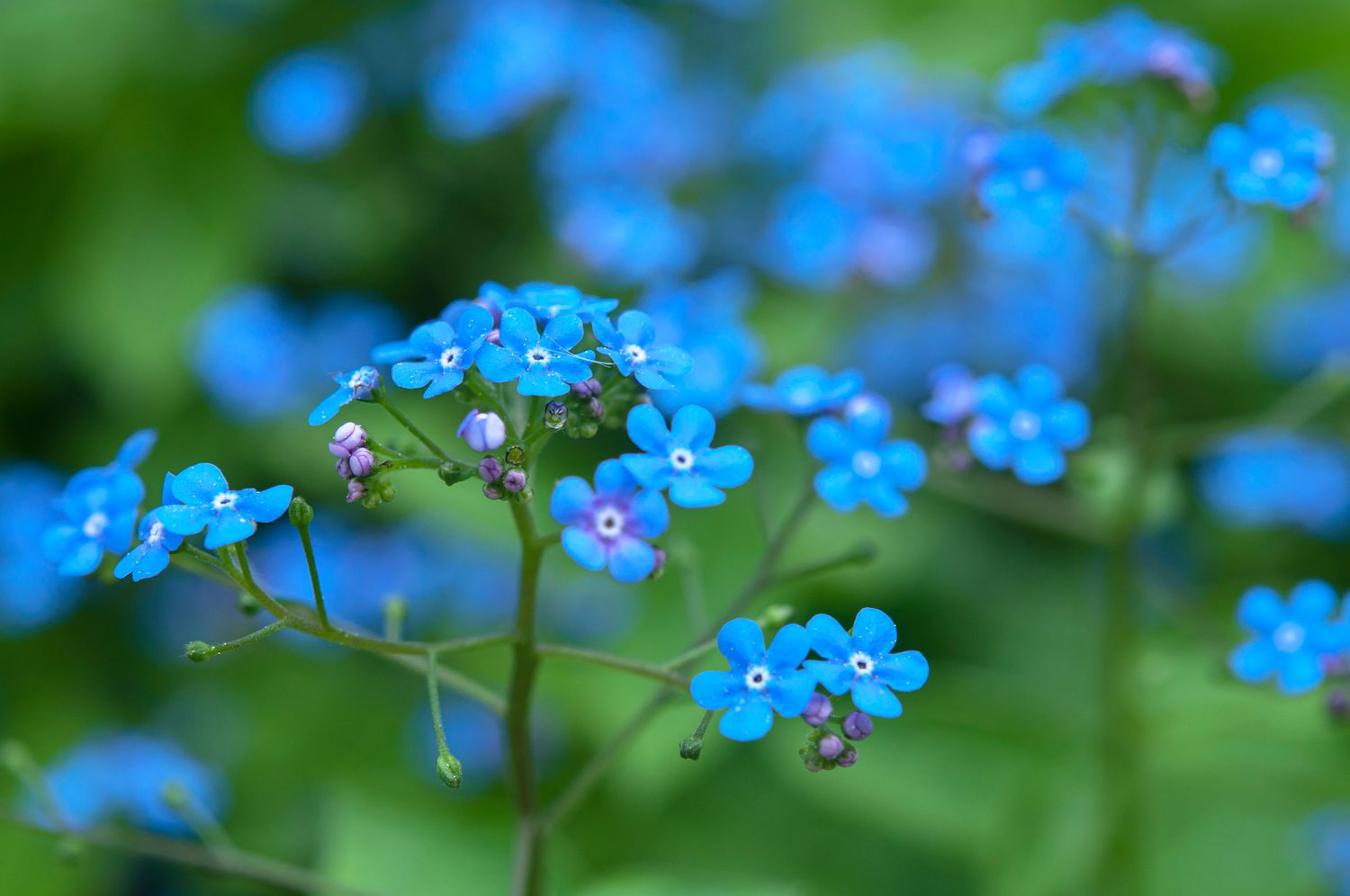 Brunnera macr. 'Diane's Gold'