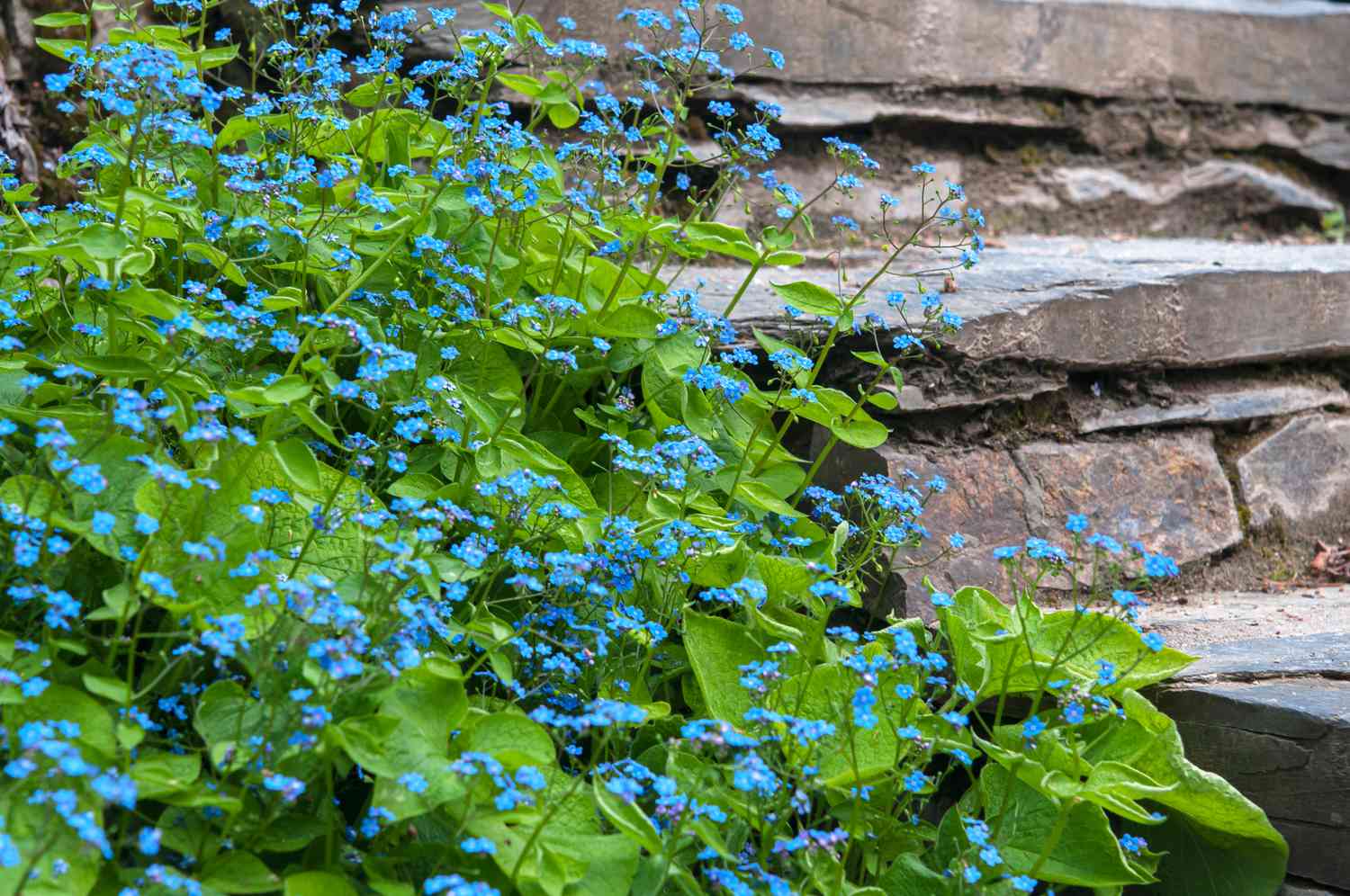 Brunnera macr. 'Diane's Gold'