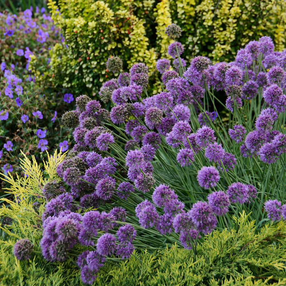 Allium 'Medusas Hair' ®