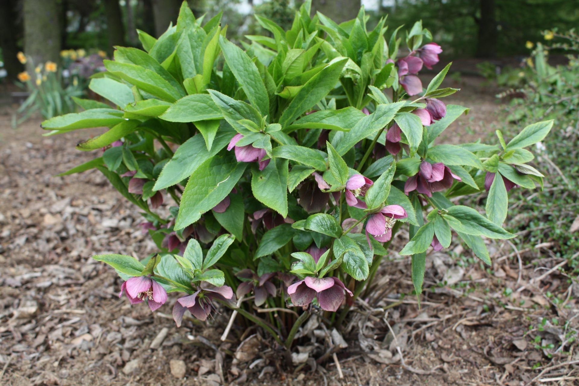 Helleborus orientalis