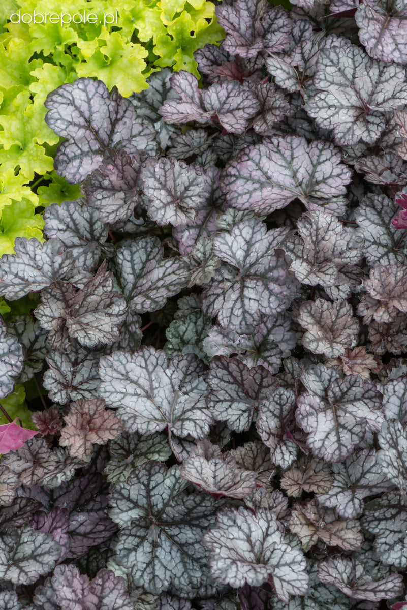 Heuchera "Glitter" 0.10 - 0.20 m