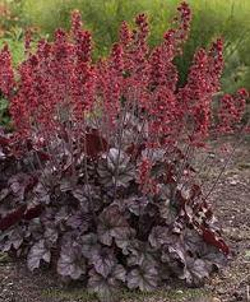 Heuchera "Hollywood" 0.10 - 0.20 m