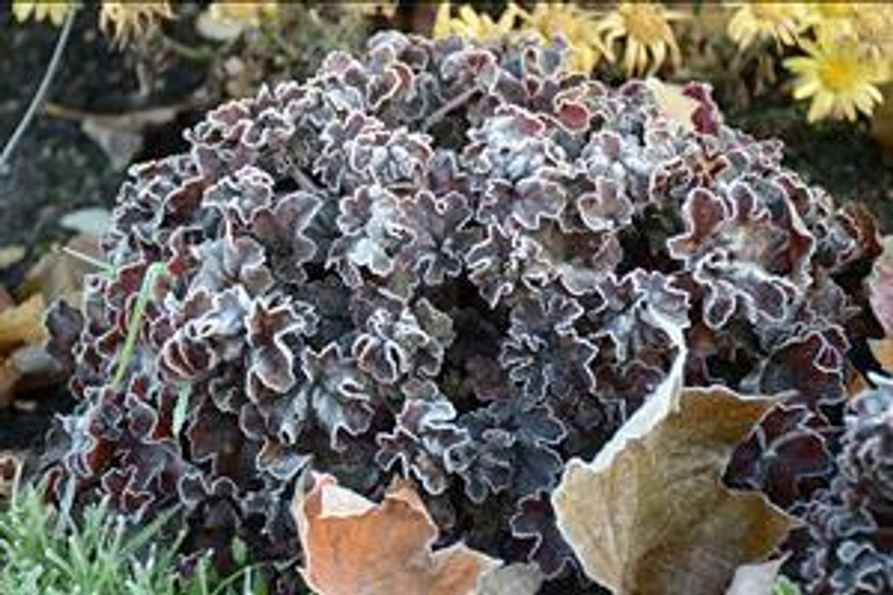 Heuchera "Hollywood" 0.10 - 0.20 m