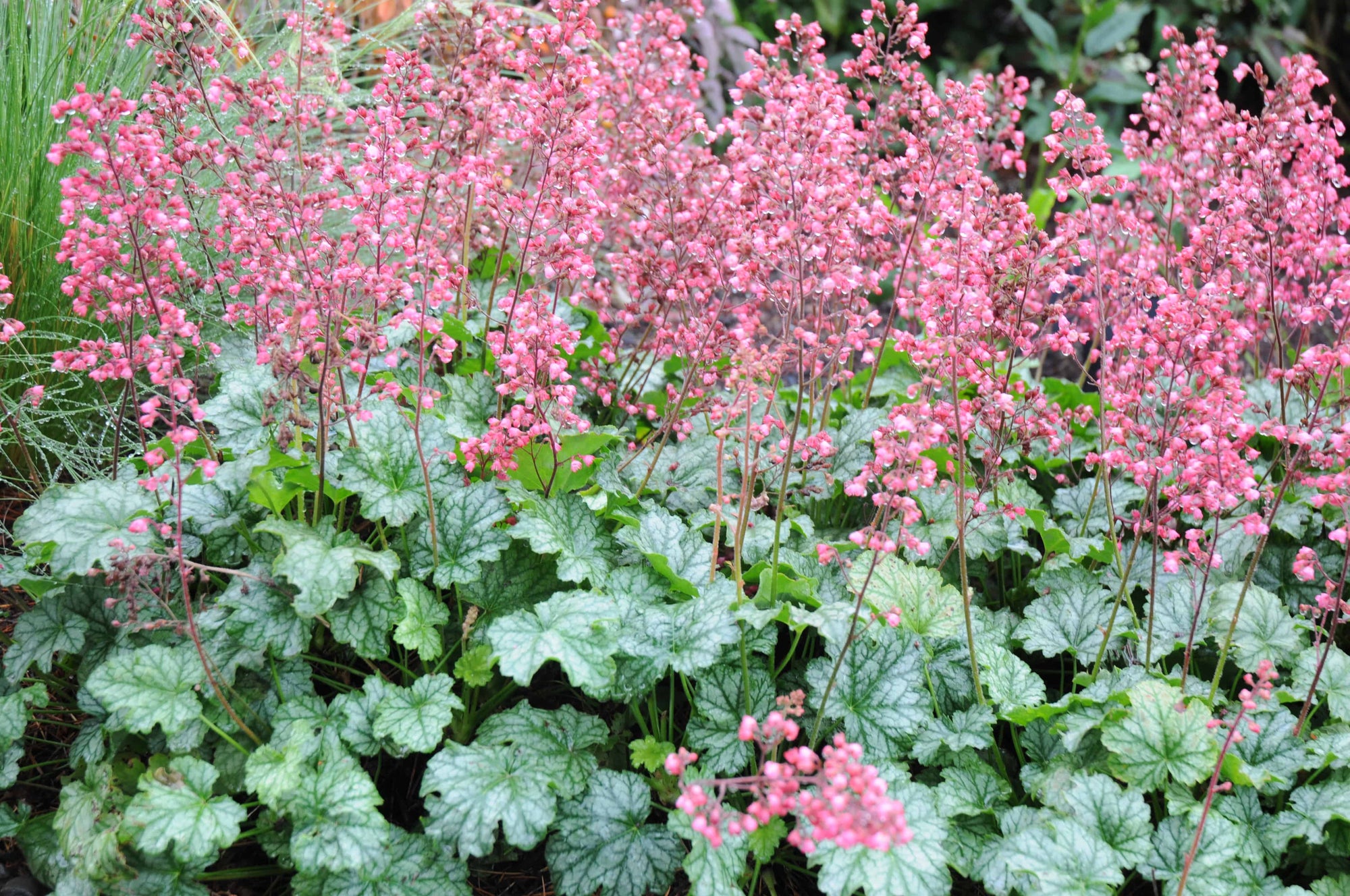 Heuchera "Paris"  0.10 - 0.20 m
