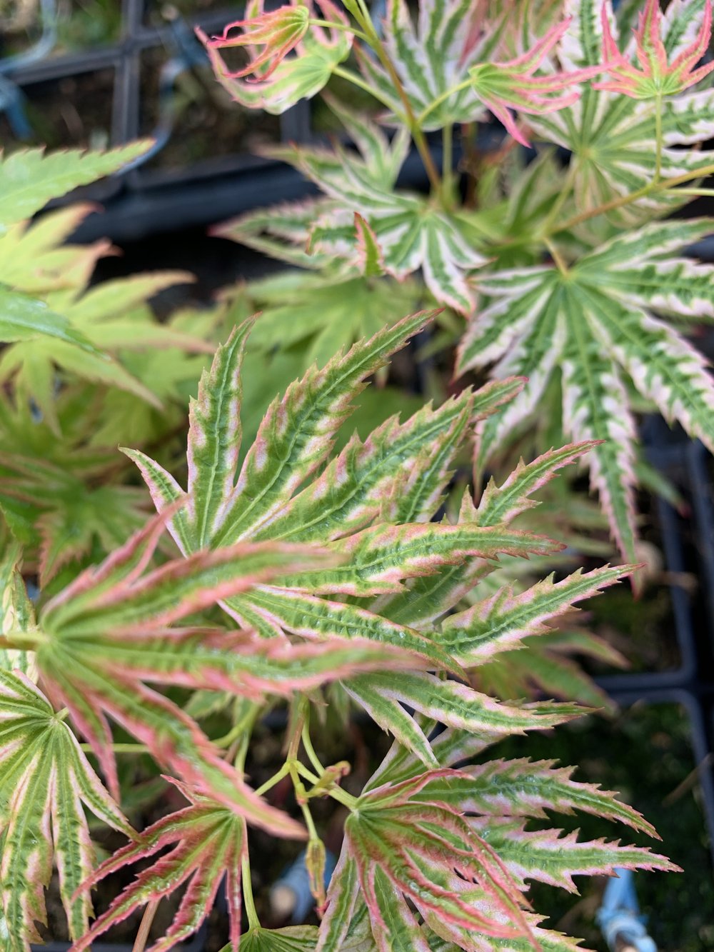 Artar japonez "Higasayama" 1.20 - 1.50 m / Acer palmatum "Higasayama"/