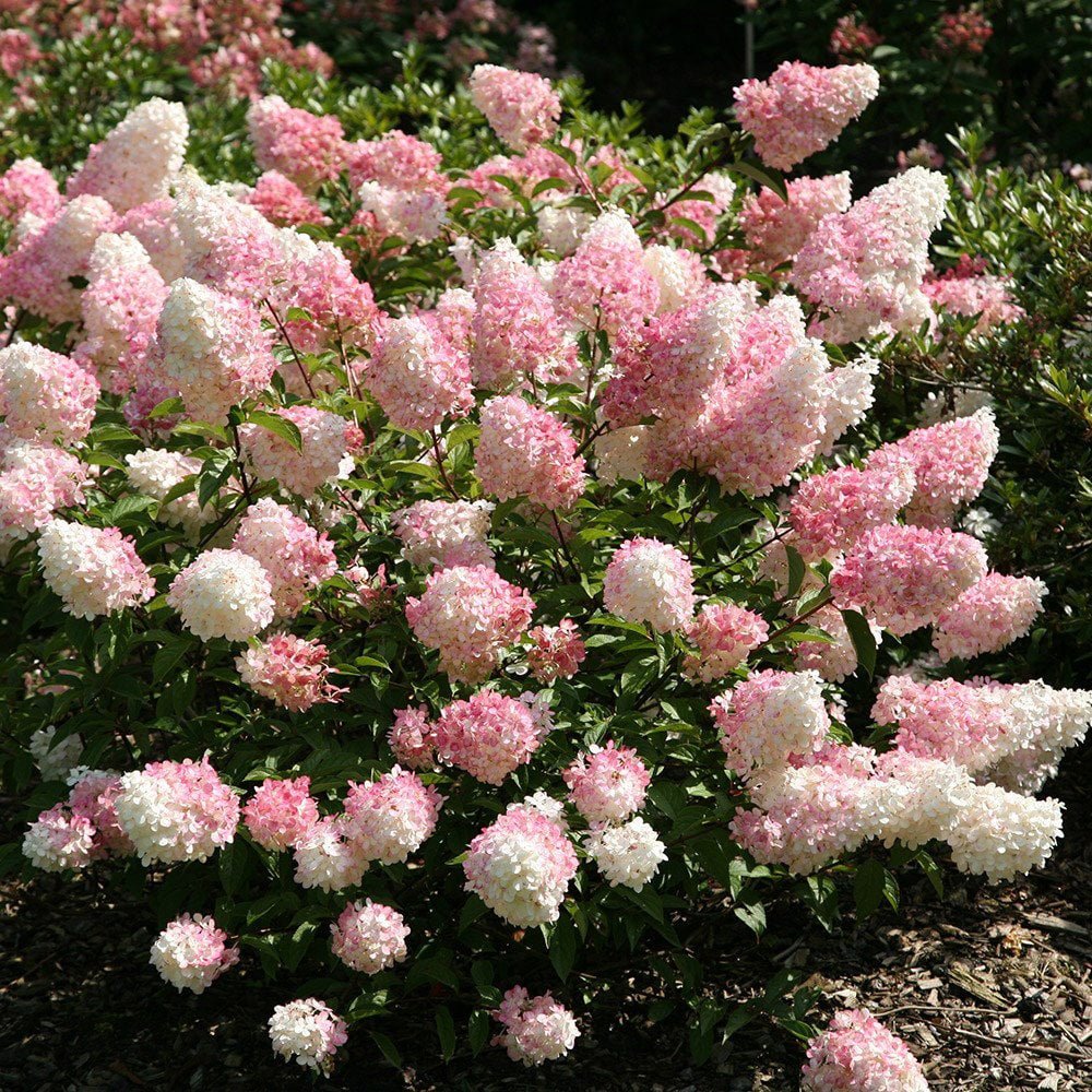 Hortensia paniculata "Vanille Fraise" / Hydrangea paniculata "Vanille Fraise" /