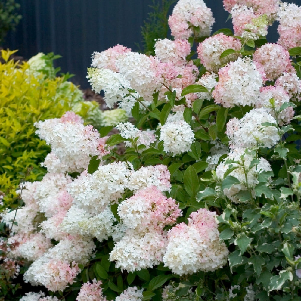 Hortensia paniculata "Phantom" înflorește cu flori mari, elegante, perfecte pentru grădini și terase.