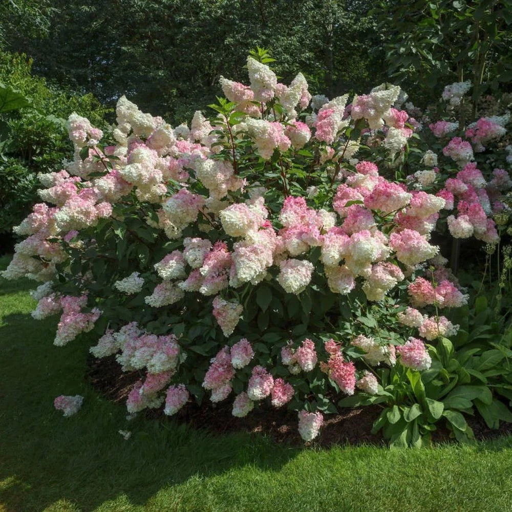 Hortensia paniculata "Vanille Fraise" / Hydrangea paniculata "Vanille Fraise" /