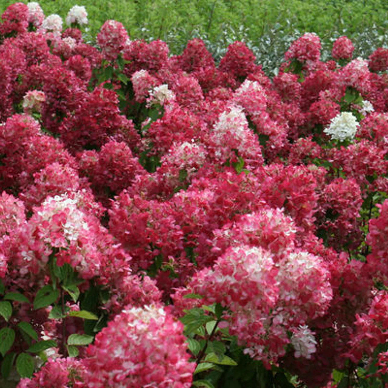 Hortensia paniculata "Diamond Rouge" aduce un strop de culoare și eleganță în grădina ta.
