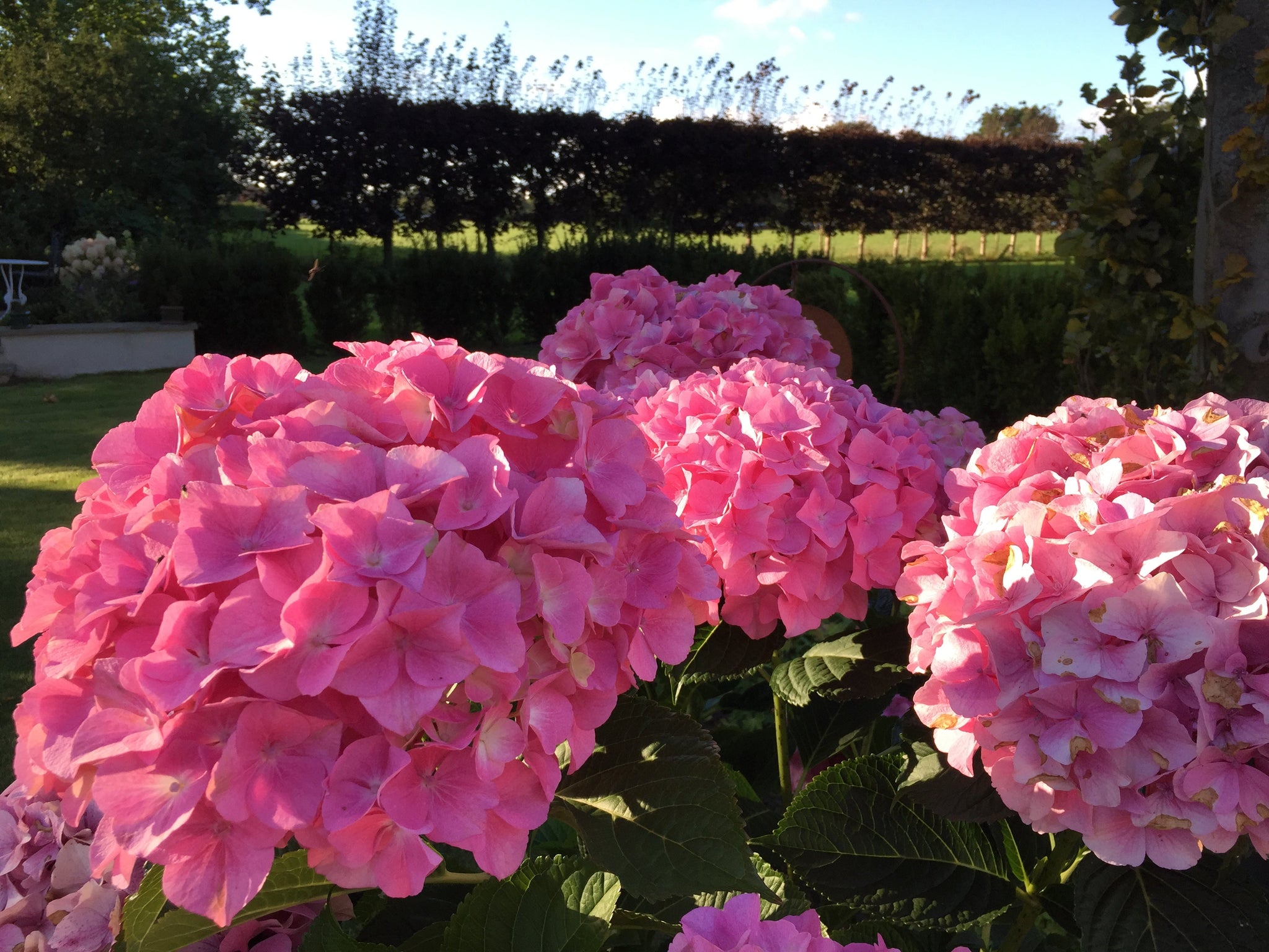Hortensia "Belle Seduction" 0.40 - 0.60 m / Hydrangea macr. Belle Seduction"/
