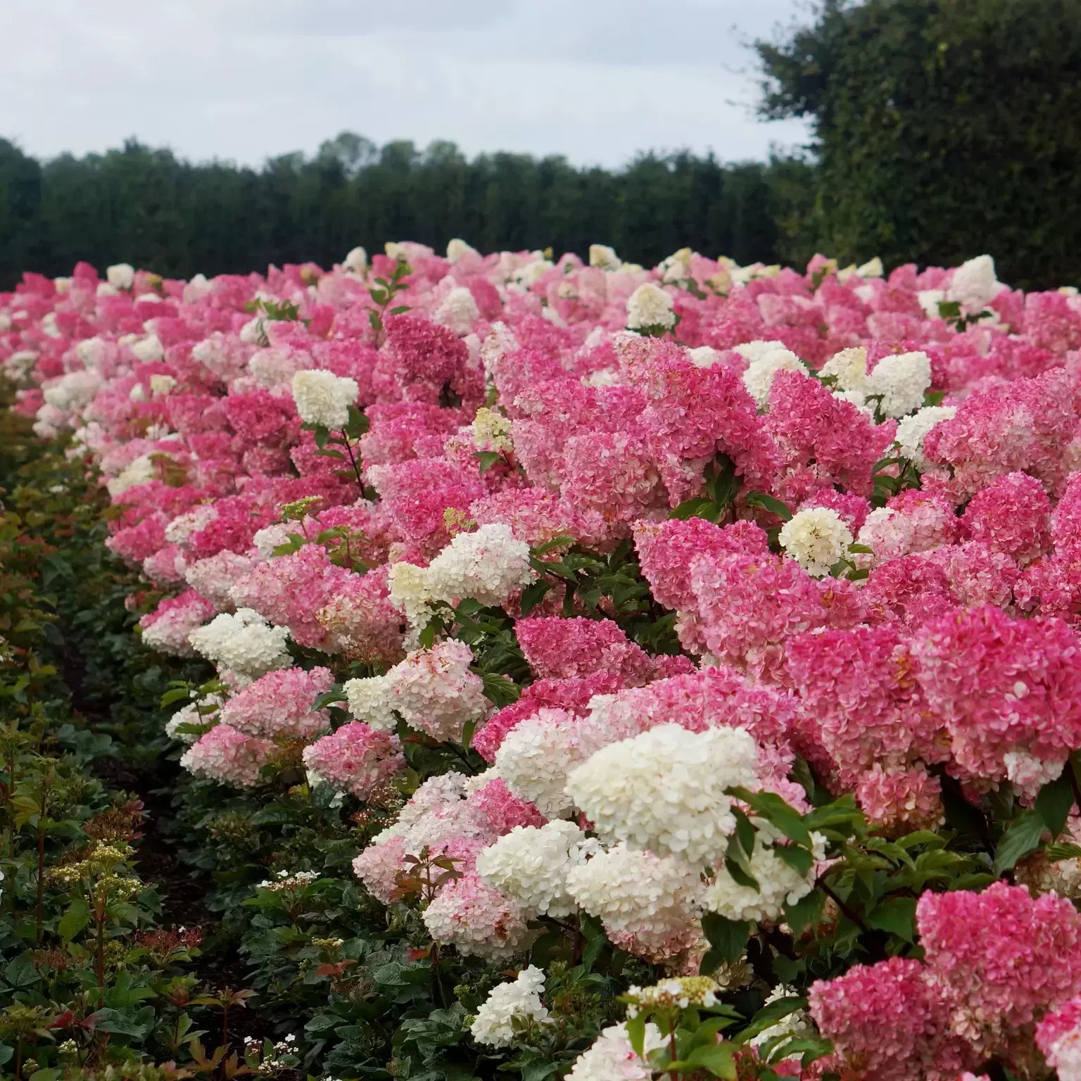 Hortensia paniculata "Vanille Fraise" / Hydrangea paniculata "Vanille Fraise" /