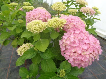 Hortensia "Belle Seduction" 0.40 - 0.60 m / Hydrangea macr. Belle Seduction"/