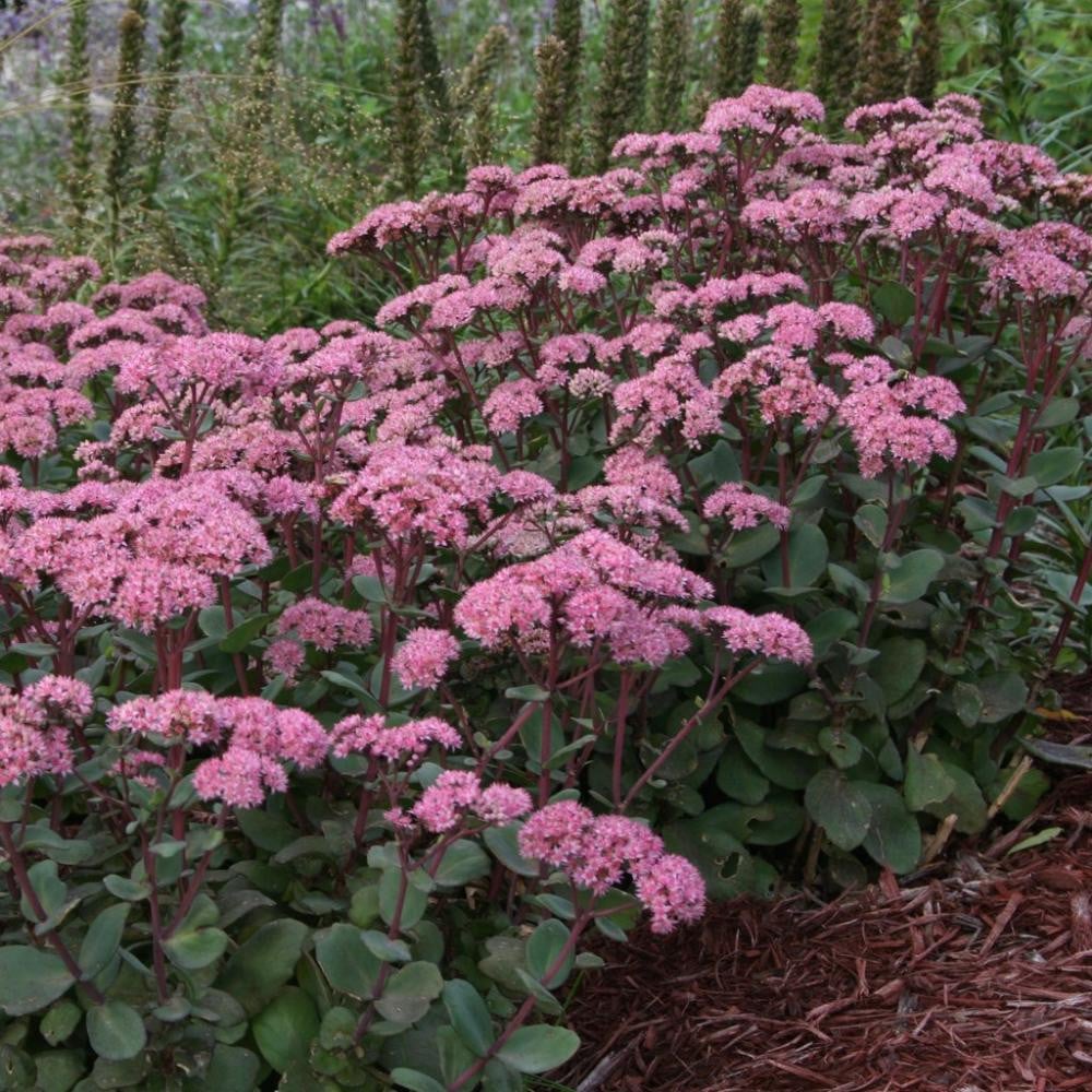 Iarba grasa "Matrona" 0.10 - 0.20 m / Sedum "Matrona"/