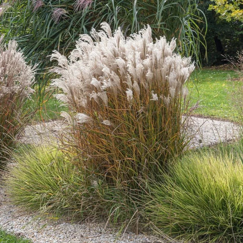 Iarba elefantului "Kleine Fontaine" 0.20 - 0.30 m / Miscanthus sinensis "Kleine Fontaine" /