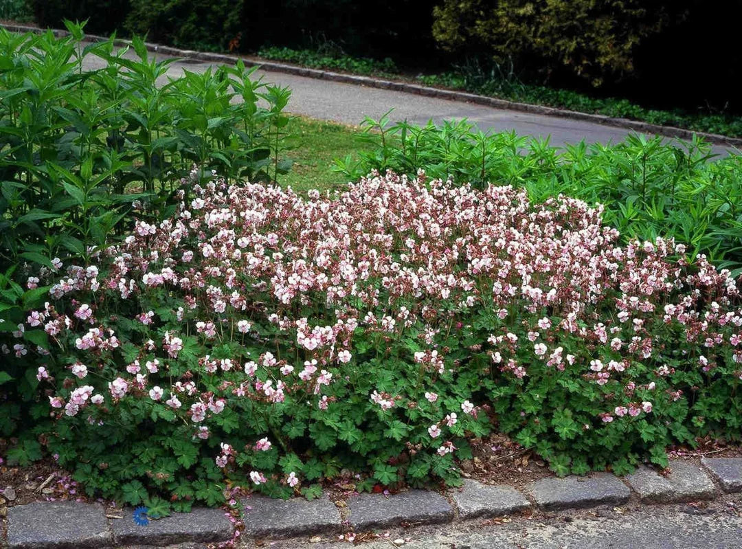 Geranium cantabrigiense x "Biokovo"