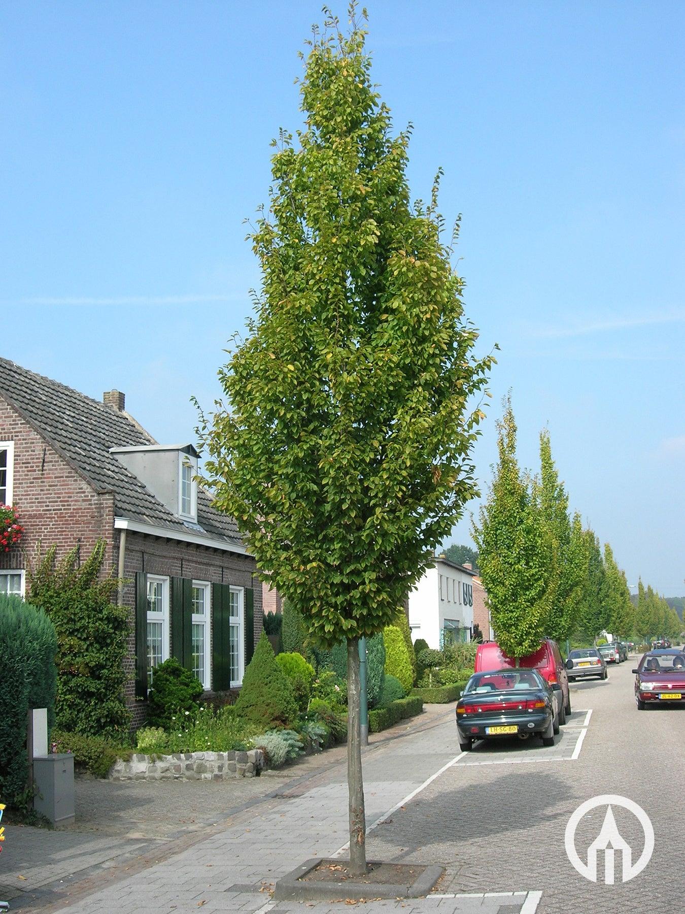 Carpen columnar arbore 3.00 - 4.00 m / Carpinus betulus "Fastigiata"/ gradina-noastra