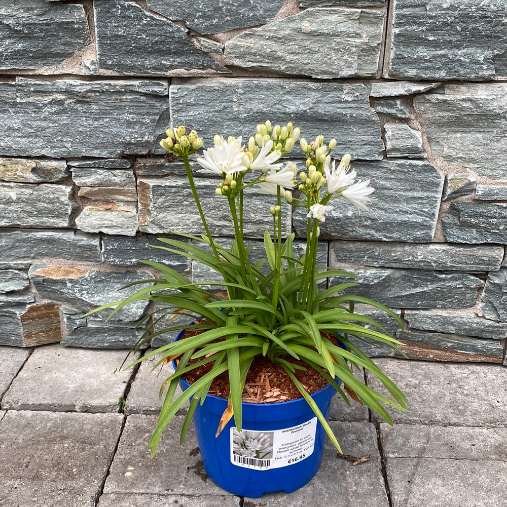 Agapanthus "Double Diamond" ® 0.10 - 0.20 m
