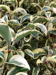 Lemn cainesc "Excelsum Superbum" multitulpinal 2.00 - 2.50 m / Ligustrum japonicum "Excelsum Superbum"/