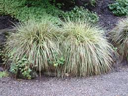 Carex morrowii „Goldband" 0.20 - 0.30 m