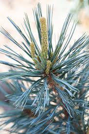 Pin "Vanderwolf's Pyramid" 0.70 - 1.00 m / Pinus flexilis "Vanderwolf's Pyramid" /