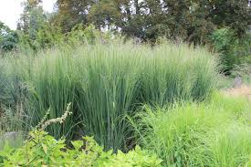 Panicum virgatum "North Wind" 0.20 - 0.30 m