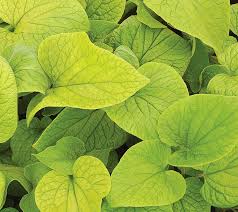 Brunnera macr. 'Diane's Gold'