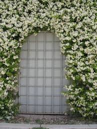 Iasomie stelata mix 0.40 - 0.50 m / Trachelospermum jasminoides /