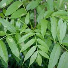 Frasin comun 3.50 - 4.00 m / Fraxinus excelsior / - Gradina Noastra