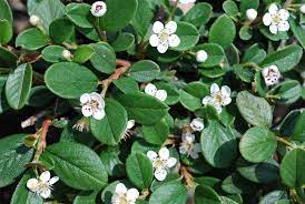 Barcoace "Coral Beauty" 0.20 - 0.25 m / Cotoneaster "Coral Beauty"/