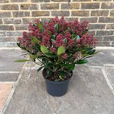 Liliac japonez "Rubella" 0.40 - 0.50 m / Skimmia japonica "Rubella"/