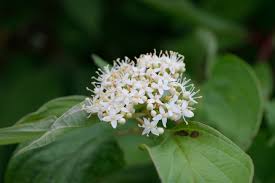 Sanger "Kelseyi" 0.20 - 0.45 m / Cornus sericea "Kelseyi"/