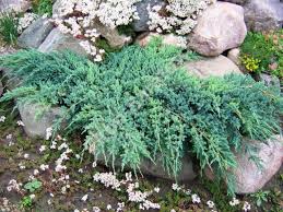Ienupar "Blue Carpet" / Juniperus squamata "Blue Carpet" adaugă eleganță grădinii tale, creând un colț verde de vis.