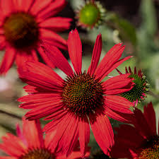 Echinacea purpurea 'Lakota Red' 0.20 - 0.40 m