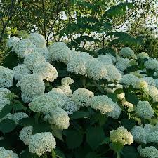 Hortensia "Strong Annabelle" 0.20 - 0.30 m / Hydrangea arborescens "Strong Annabelle"/