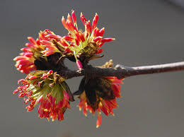 Arborele de Fier Persan palier / Parrotia persica /