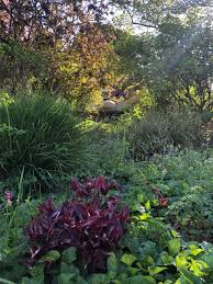 Persicaria microcephala "Red Dragon" 0.10 - 0.20 m