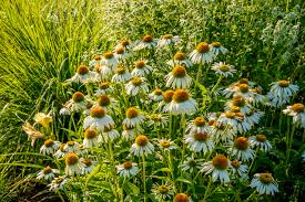 Echinacea purpurea 'Alba' 0.20 - 0.40 m
