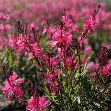 Gaura lindheimeri "Gaudi Red"
