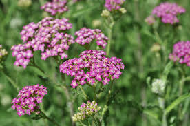 Achillea millefolium "Lilac Beauty" 0.10 - 0.20 m