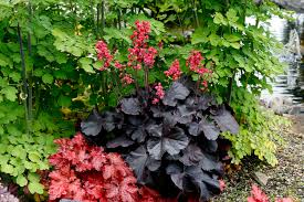 Heuchera "Black Beauty" 0.10 - 0.20 m