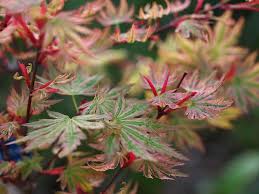 Artar japonez "Higasayama" 1.20 - 1.50 m / Acer palmatum "Higasayama"/