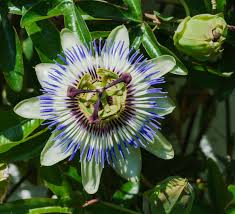 Floarea pasiunii 0.60 m / Passiflora mix /