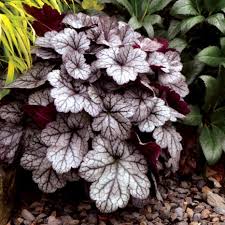 Heuchera "Glitter" 0.10 - 0.20 m